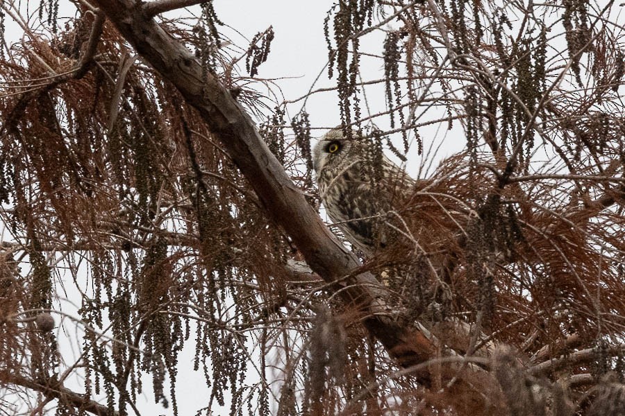 Short-eared Owl - ML627773404