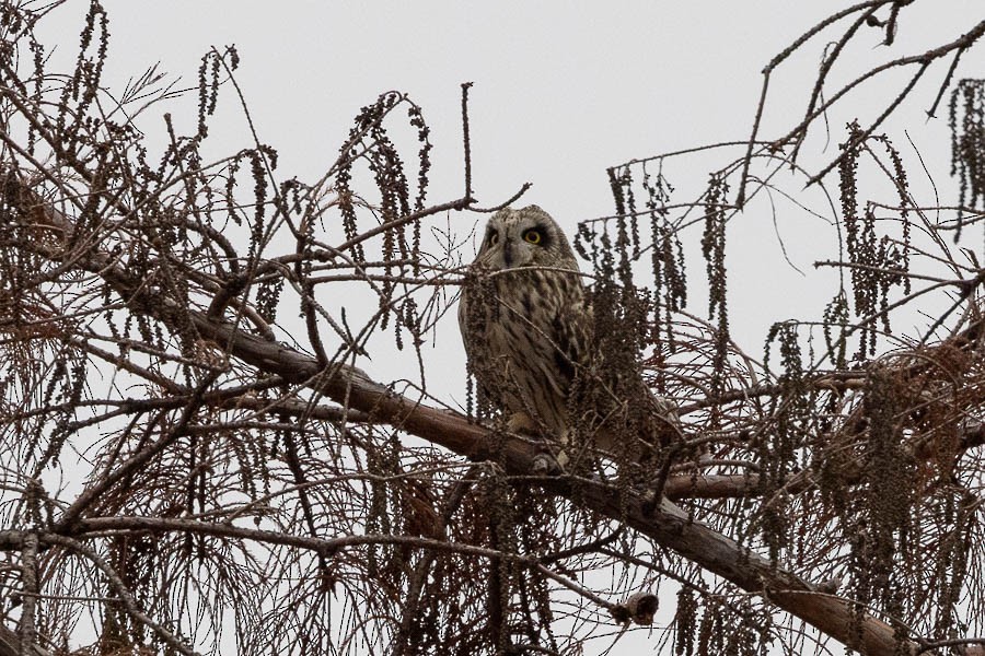 Short-eared Owl - ML627773405