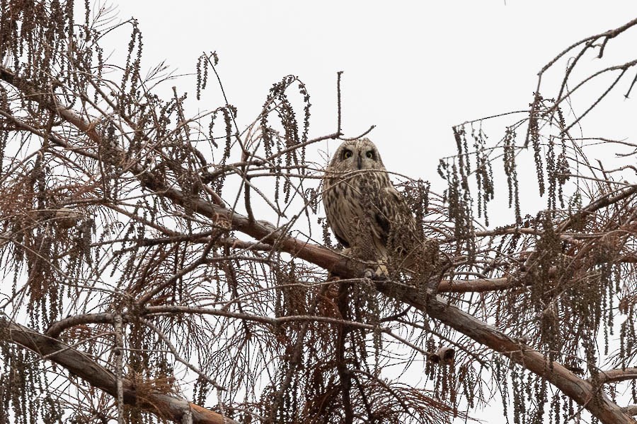 Short-eared Owl - ML627773406