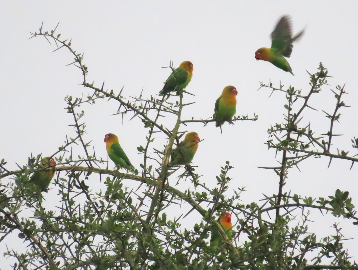 Fischer's Lovebird - ML627773421