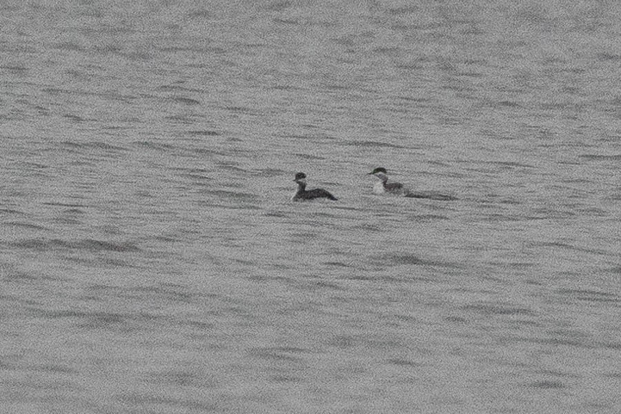 Horned Grebe - ML627773423