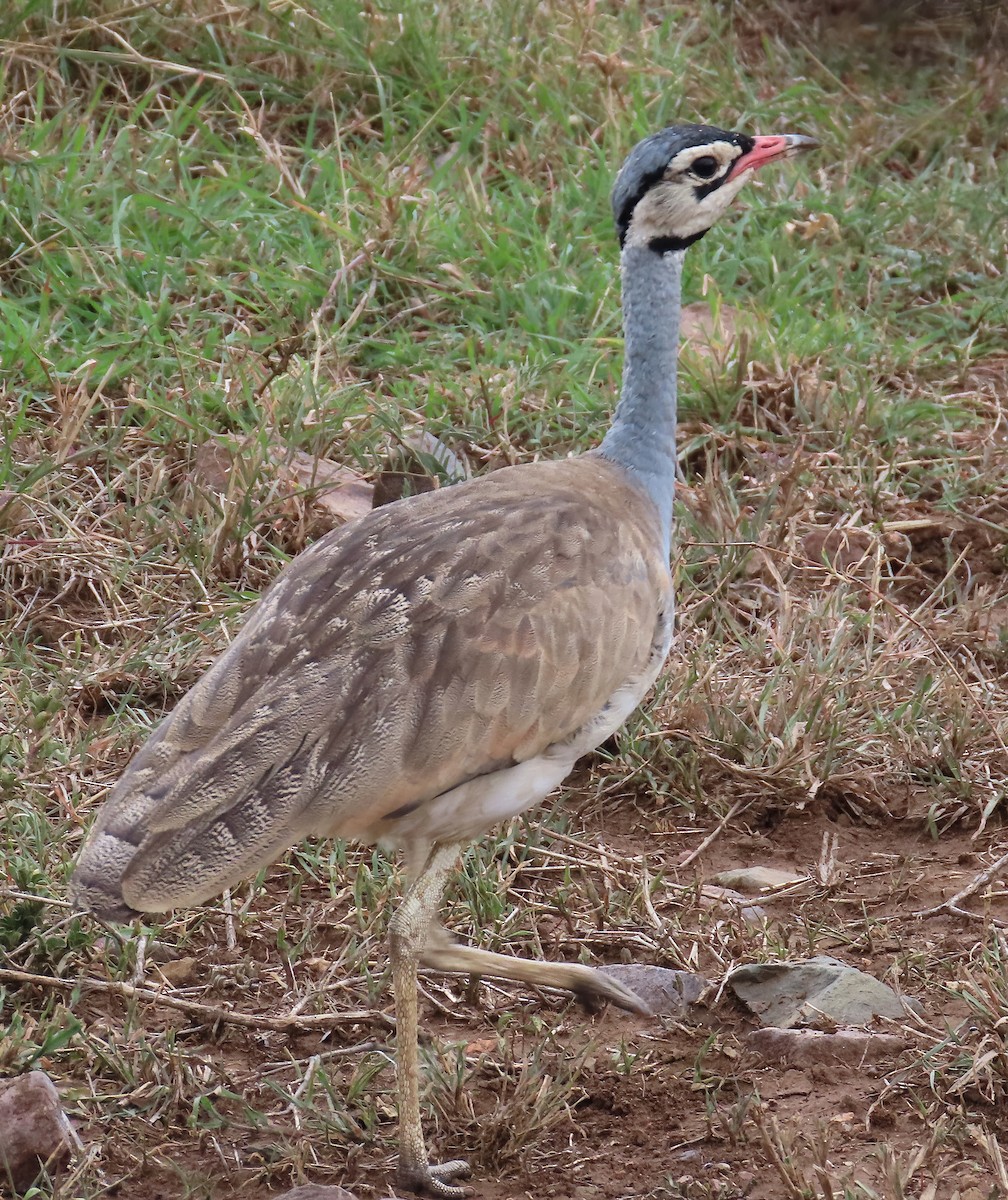 White-bellied Bustard (White-bellied) - ML627773571