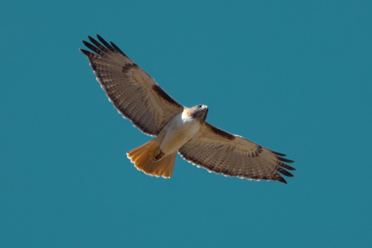 Red-tailed Hawk - ML627773577