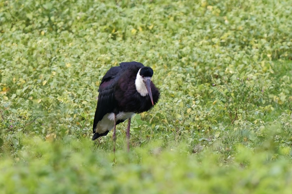 Asian Woolly-necked Stork - ML627773636