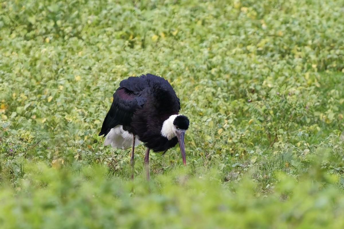 Asian Woolly-necked Stork - ML627773637