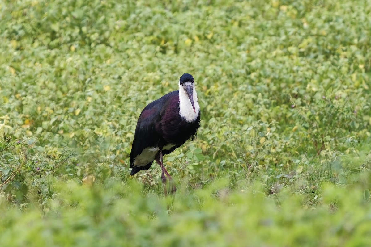 Asian Woolly-necked Stork - ML627773638