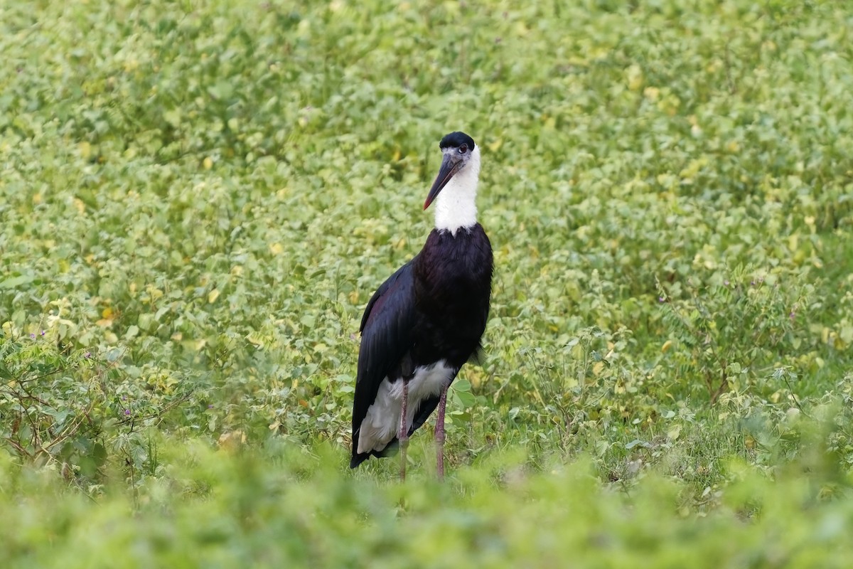 Asian Woolly-necked Stork - ML627773639