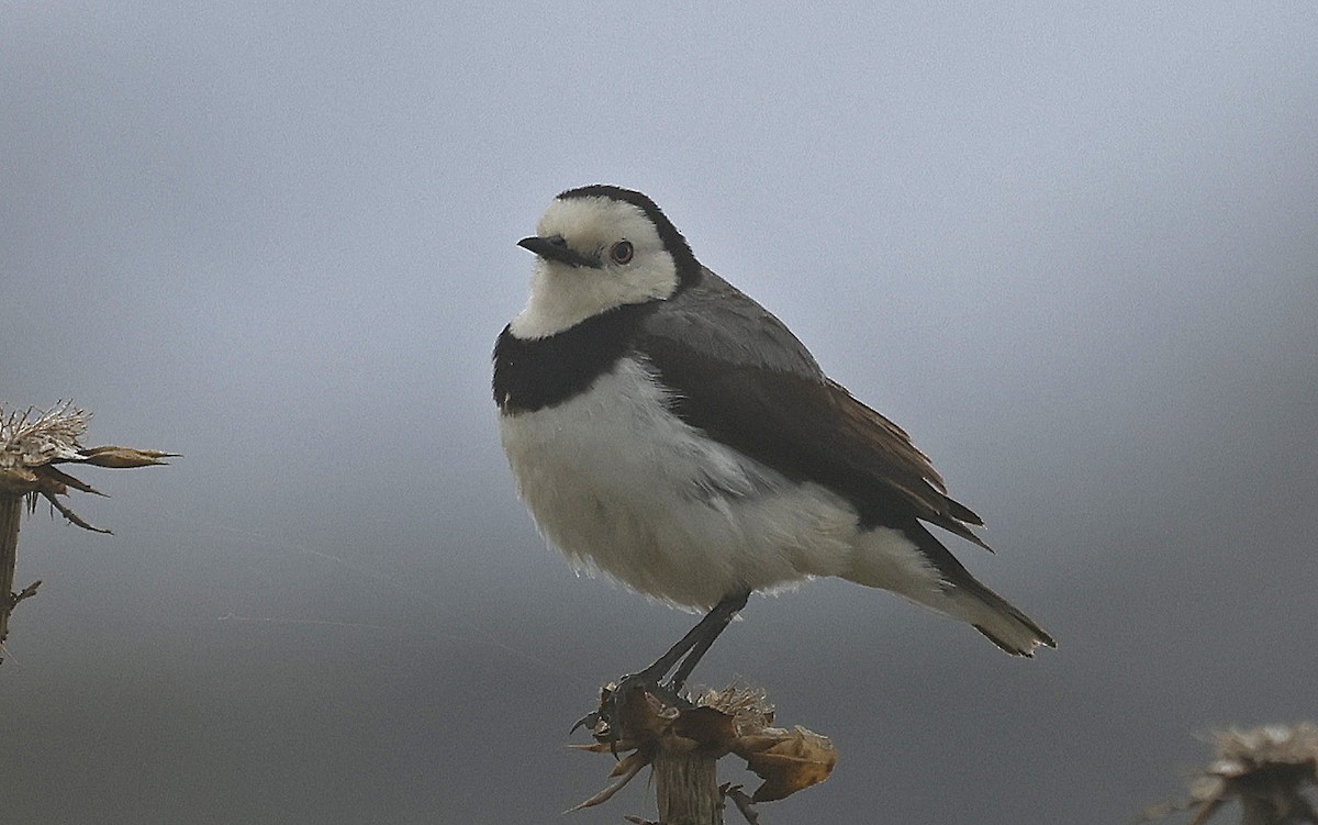 White-fronted Chat - ML627773642