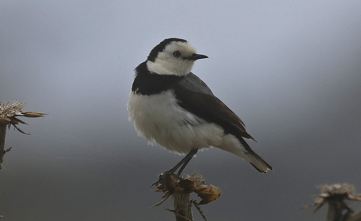 White-fronted Chat - ML627773646