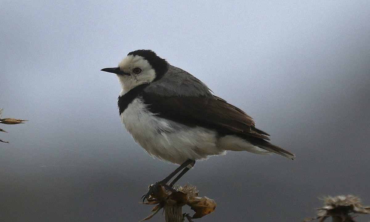 White-fronted Chat - ML627773649