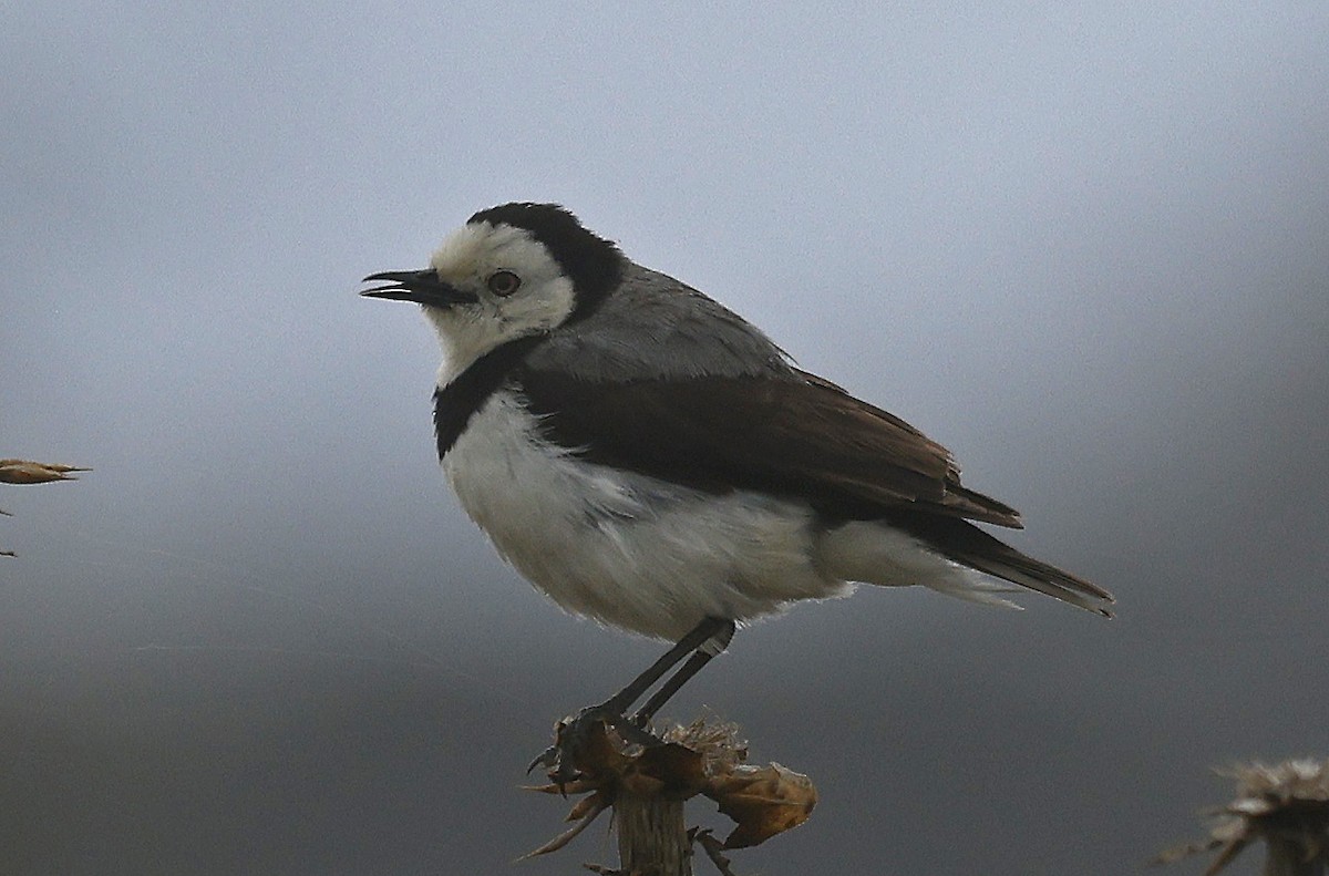 White-fronted Chat - ML627773650