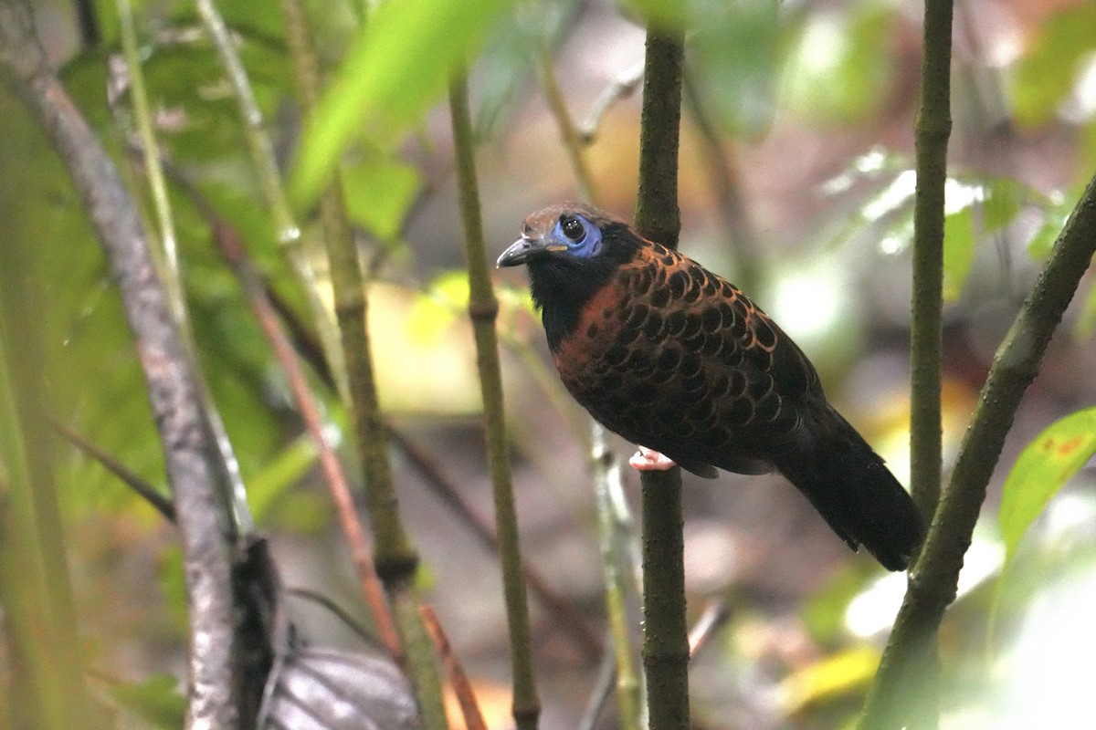 Ocellated Antbird - ML627773756