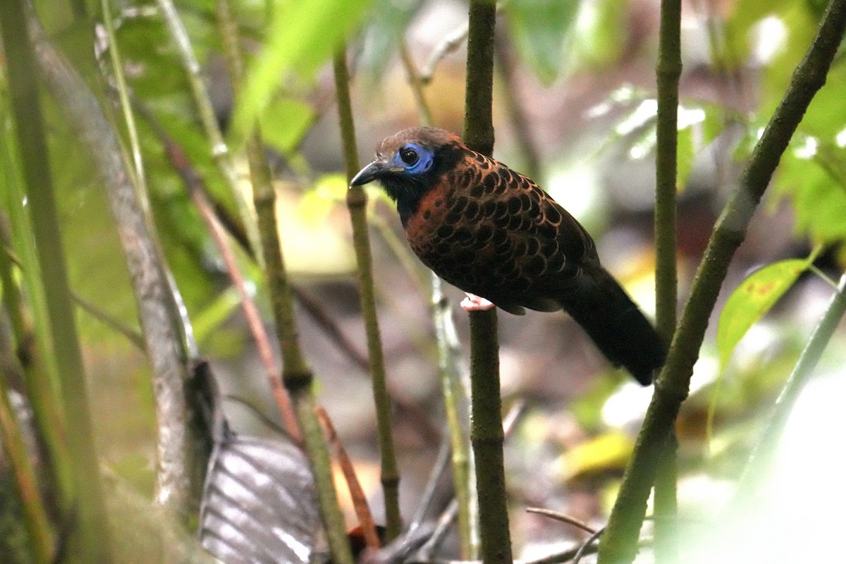 Ocellated Antbird - ML627773757