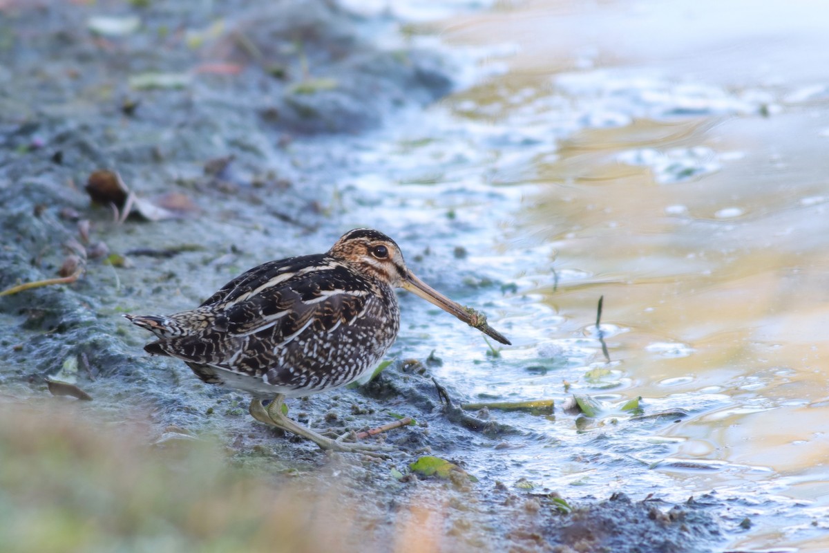 Wilson's Snipe - ML627773834