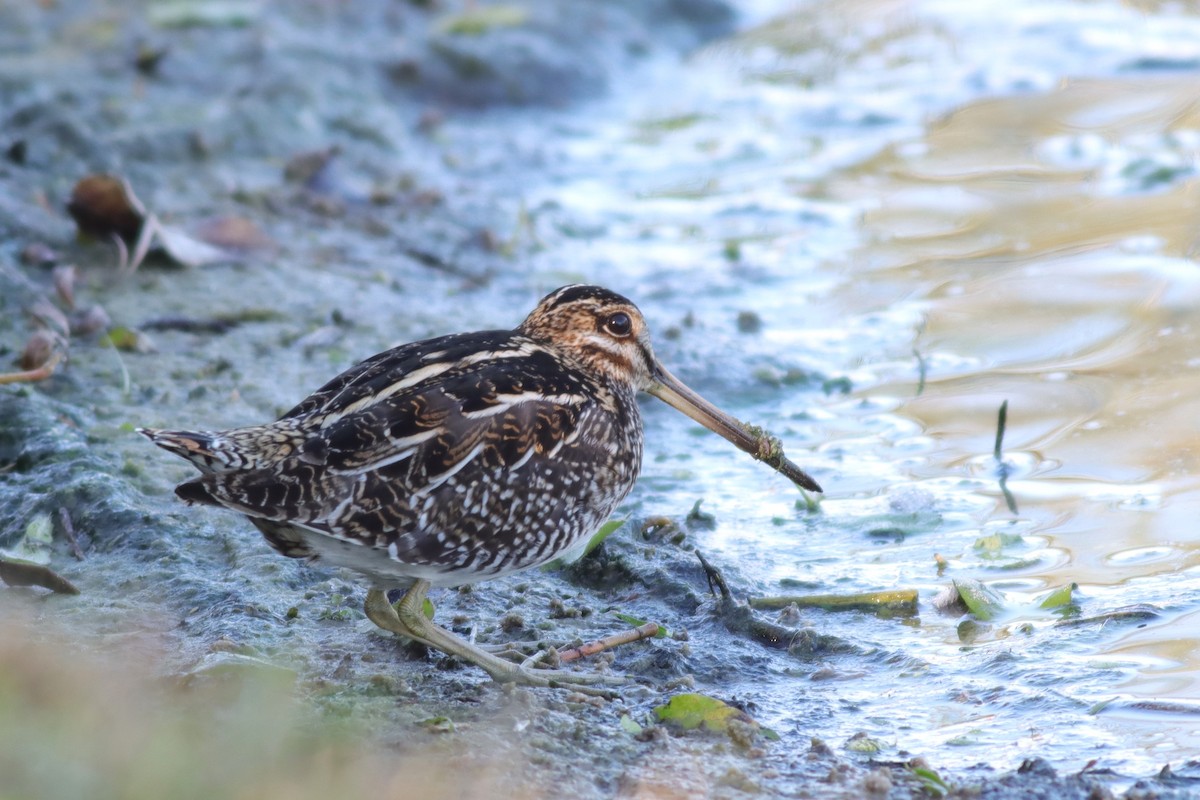 Wilson's Snipe - ML627773835