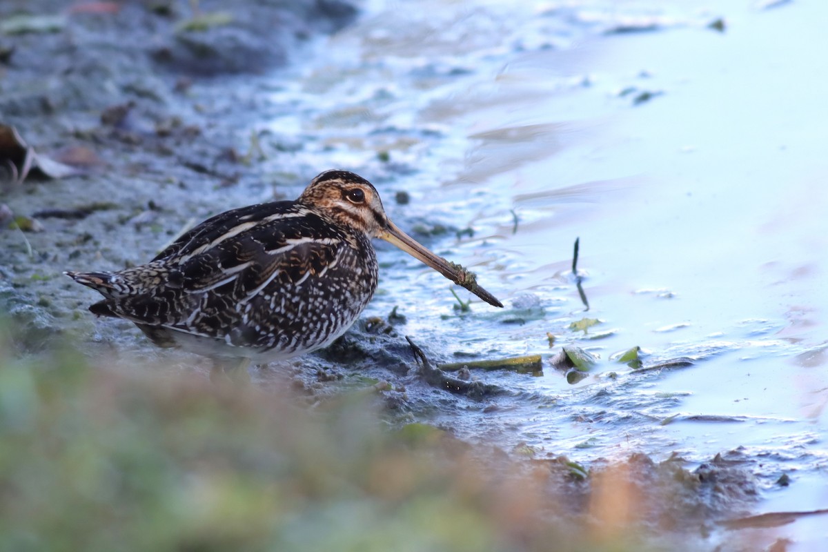 Wilson's Snipe - ML627773836