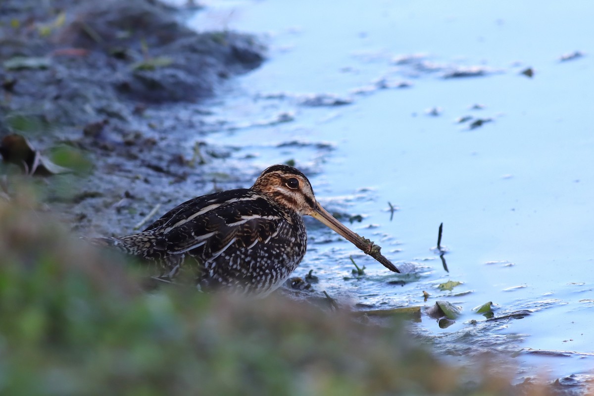 Wilson's Snipe - ML627773837