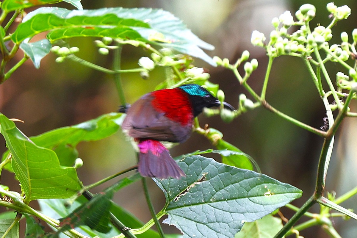 Crimson-backed Sunbird - ML627773876