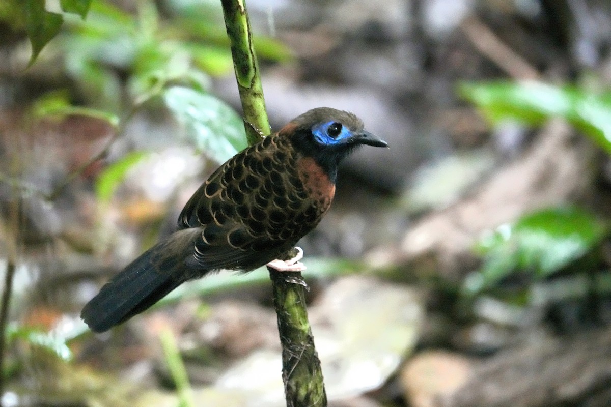 Ocellated Antbird - ML627773957