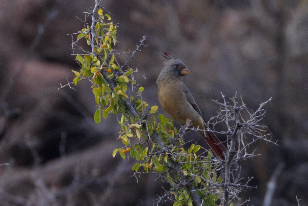 ムネアカコウカンチョウ - ML627773980