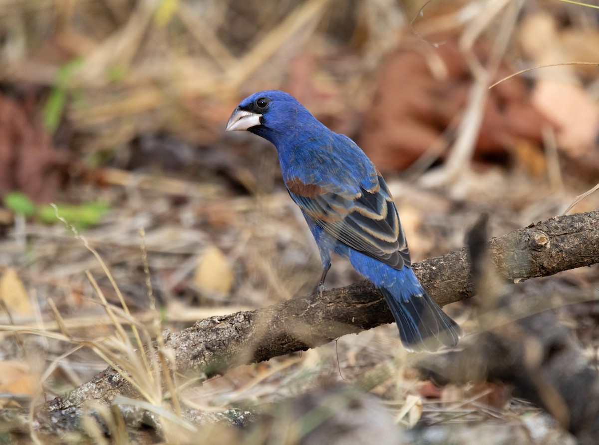 Blue Grosbeak - ML627773996