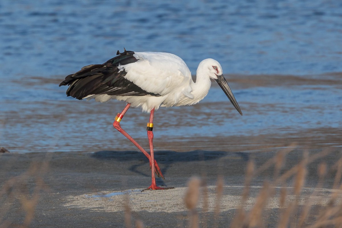 Schwarzschnabelstorch - ML627773999