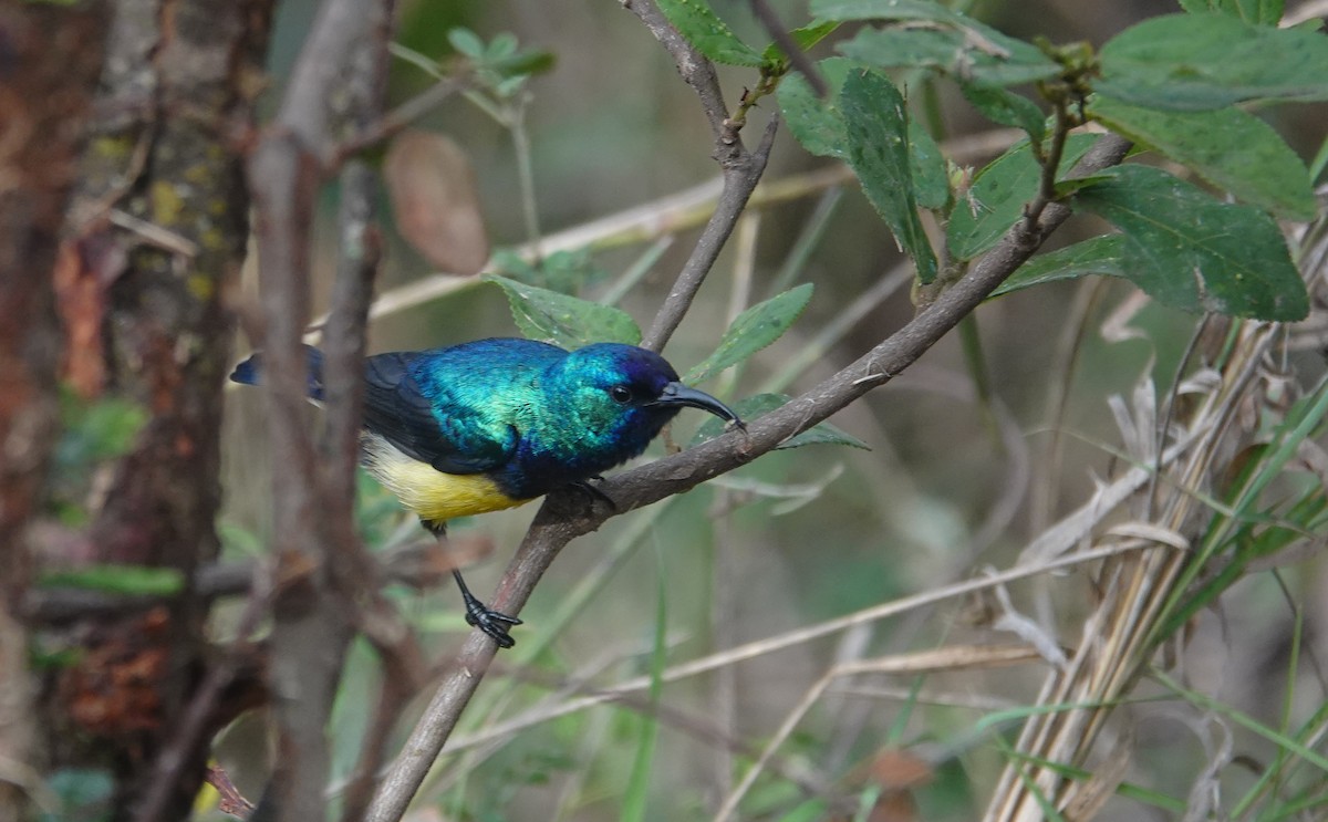 Variable Sunbird - ML627774014