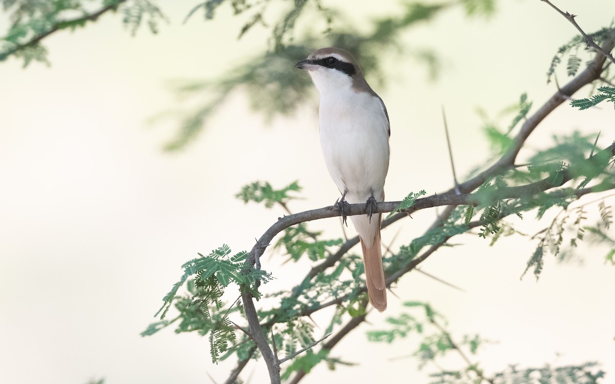 Red-tailed Shrike - ML627774027