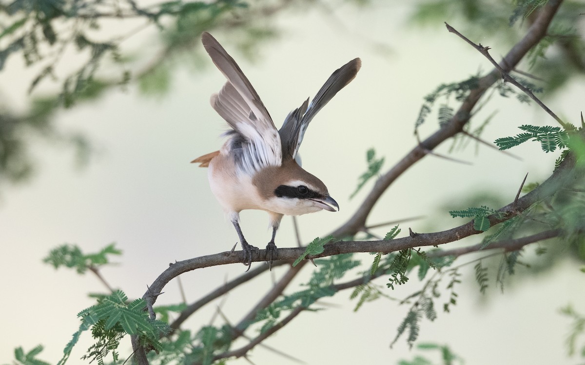 Red-tailed Shrike - ML627774030