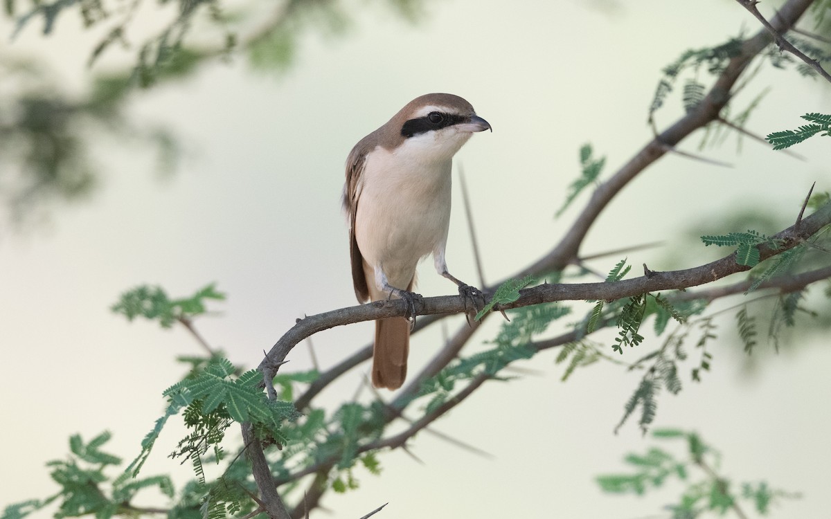 Red-tailed Shrike - ML627774031