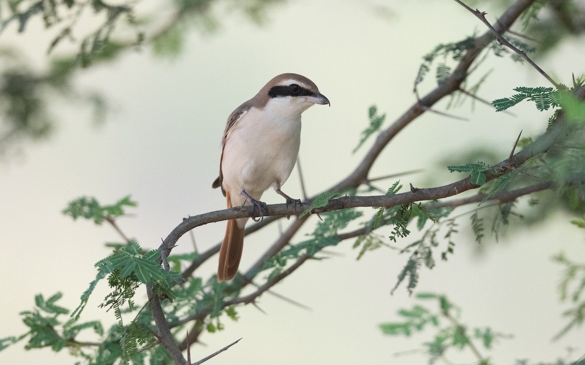 Red-tailed Shrike - ML627774032