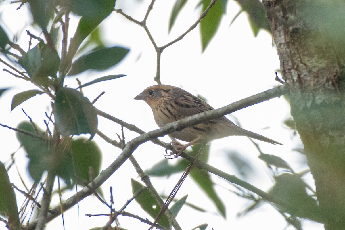 LeConte's Sparrow - ML627774039