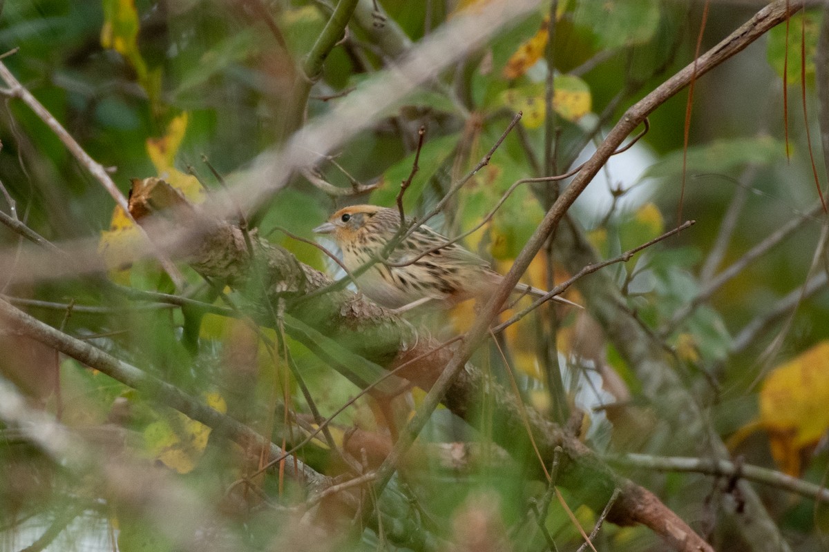 LeConte's Sparrow - ML627774040