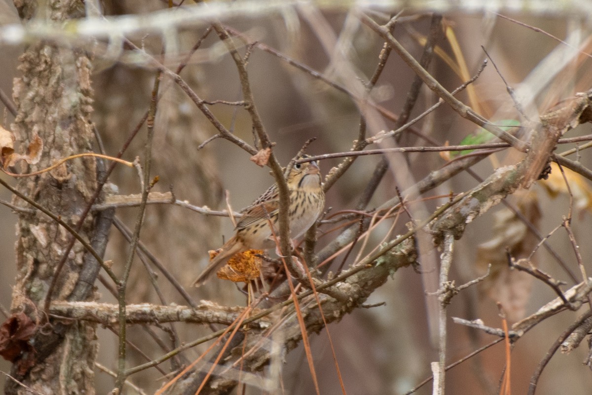 Henslow's Sparrow - ML627774042