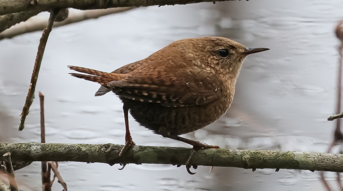 Winter Wren - ML627774061