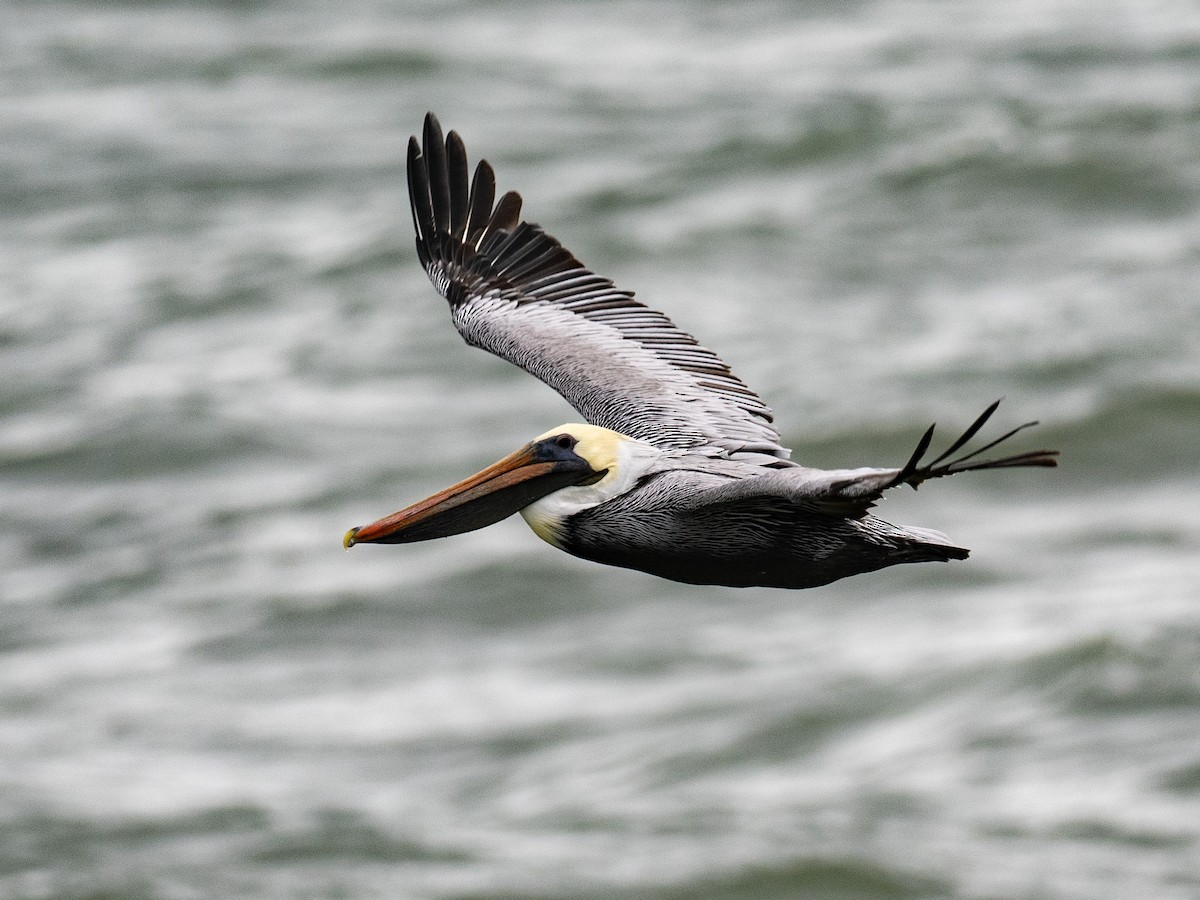 Brown Pelican - ML627774110