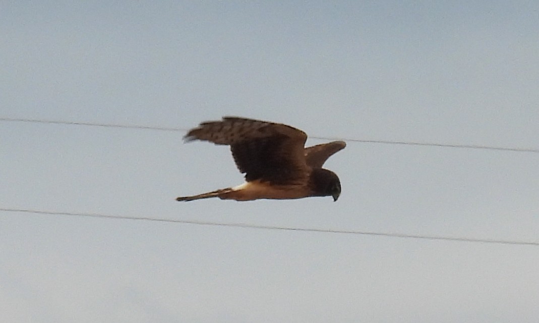 Northern Harrier - ML627774148