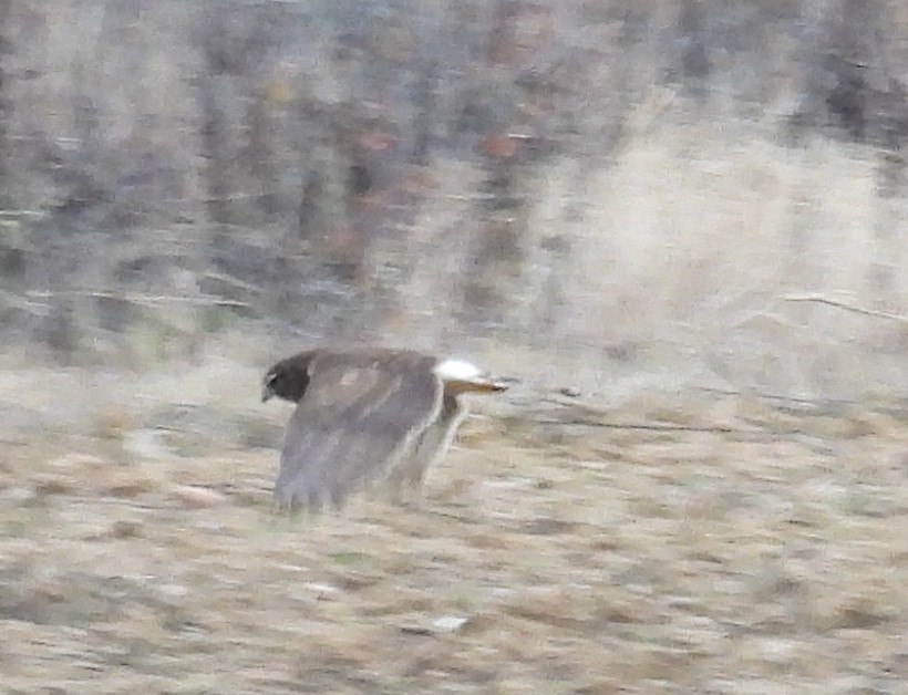 Northern Harrier - ML627774149