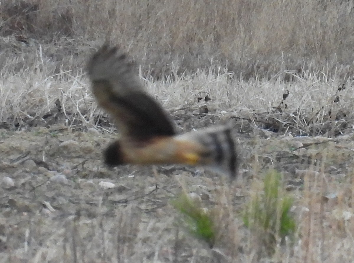 Northern Harrier - ML627774150