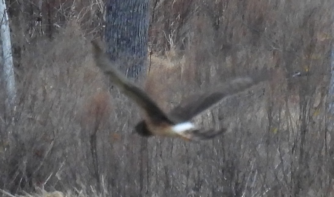 Northern Harrier - ML627774151