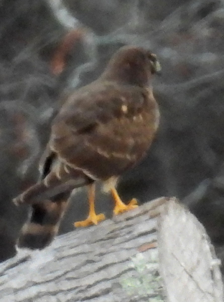 Northern Harrier - ML627774152