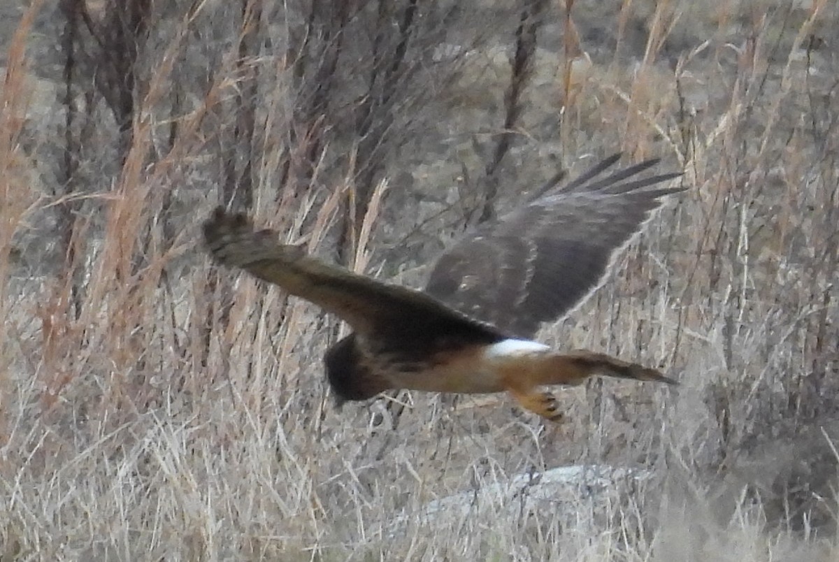 Northern Harrier - ML627774153