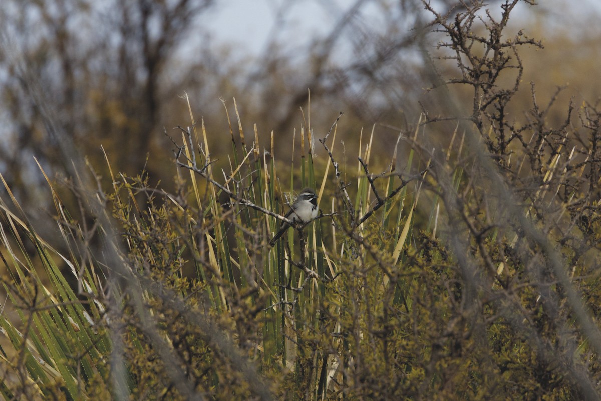 Black-throated Sparrow - ML627774167