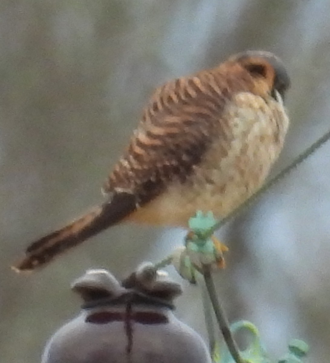 American Kestrel - ML627774183