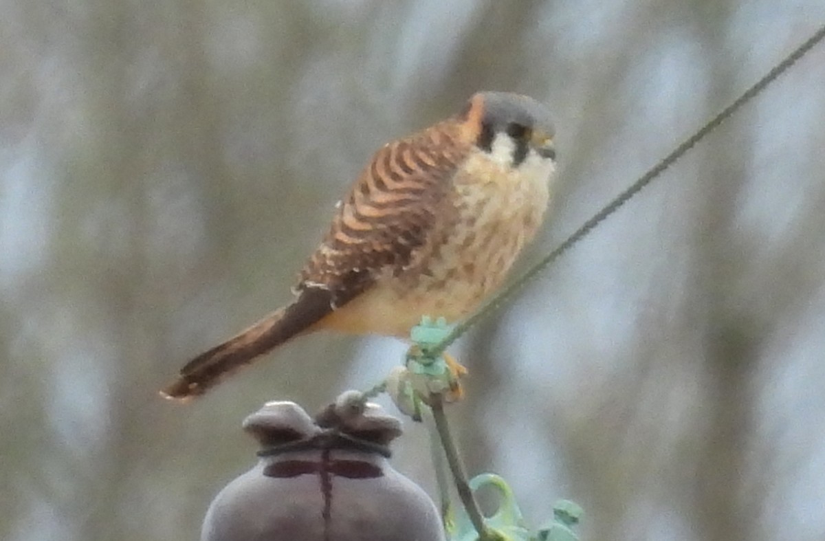 American Kestrel - ML627774184