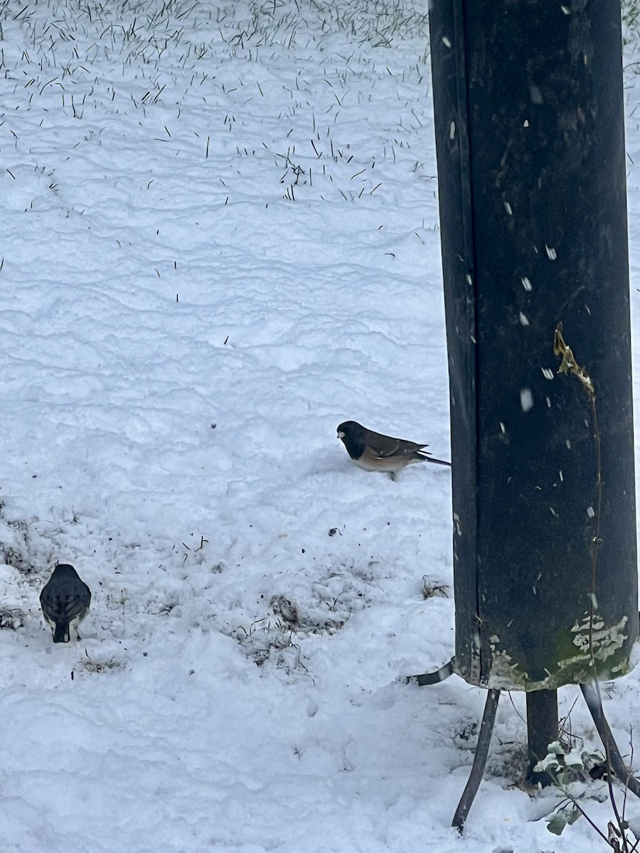 Dark-eyed Junco (Oregon) - ML627774197