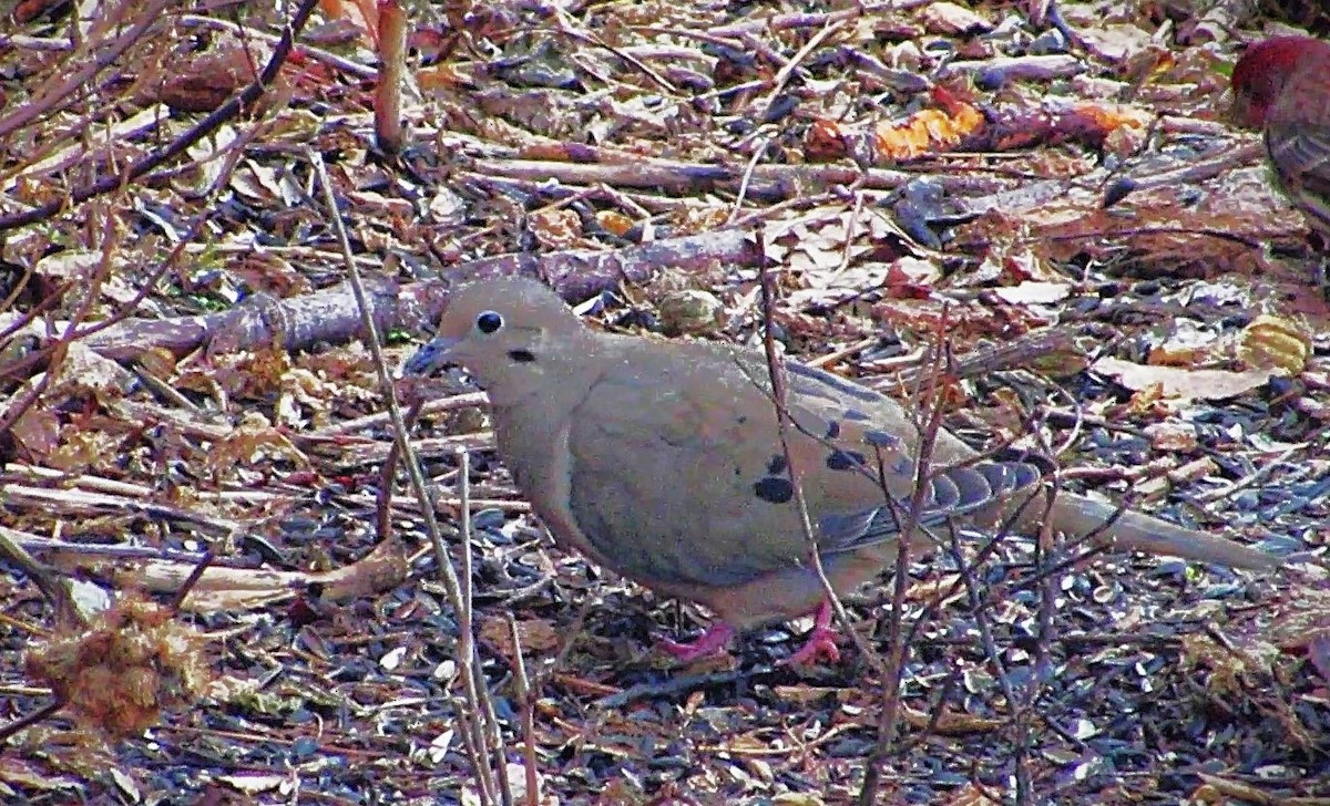 Pennsylvania Bird Atlas Checklist 18 Dec 2024 Houston 8 Species