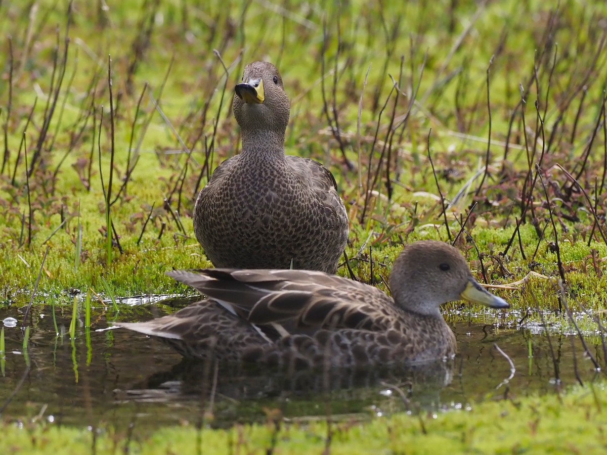 Yellow-billed Pintail (South Georgia) - ML627774227