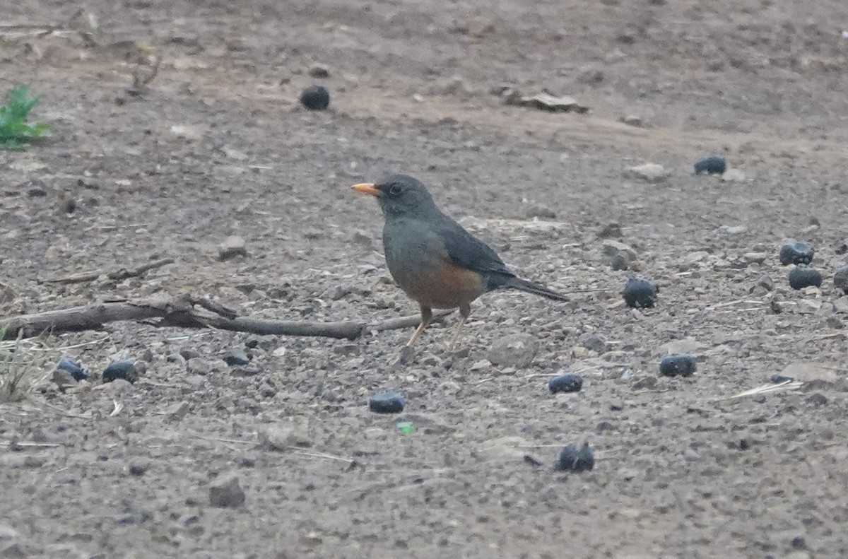 Abyssinian Thrush - ML627774233