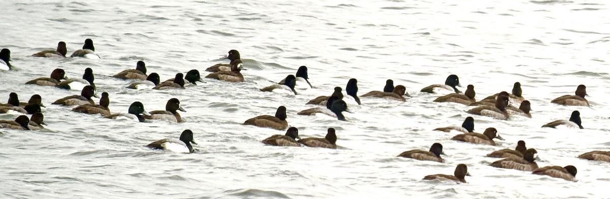 Greater/Lesser Scaup - ML627774236